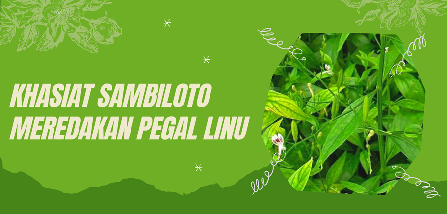 Khasiat Sambiloto Meredakan Pegal Linu